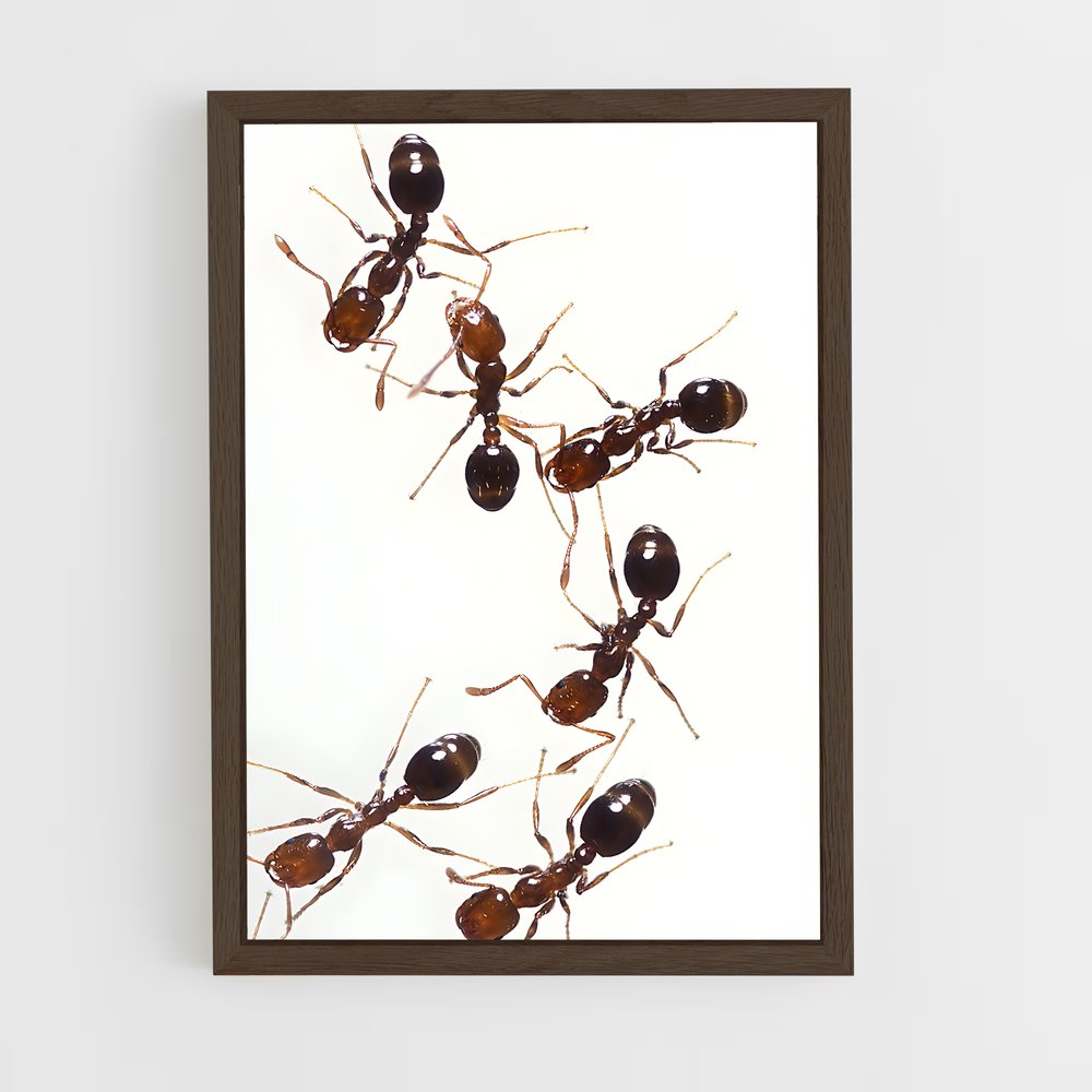 ap-ant-5 cadre Bois foncé