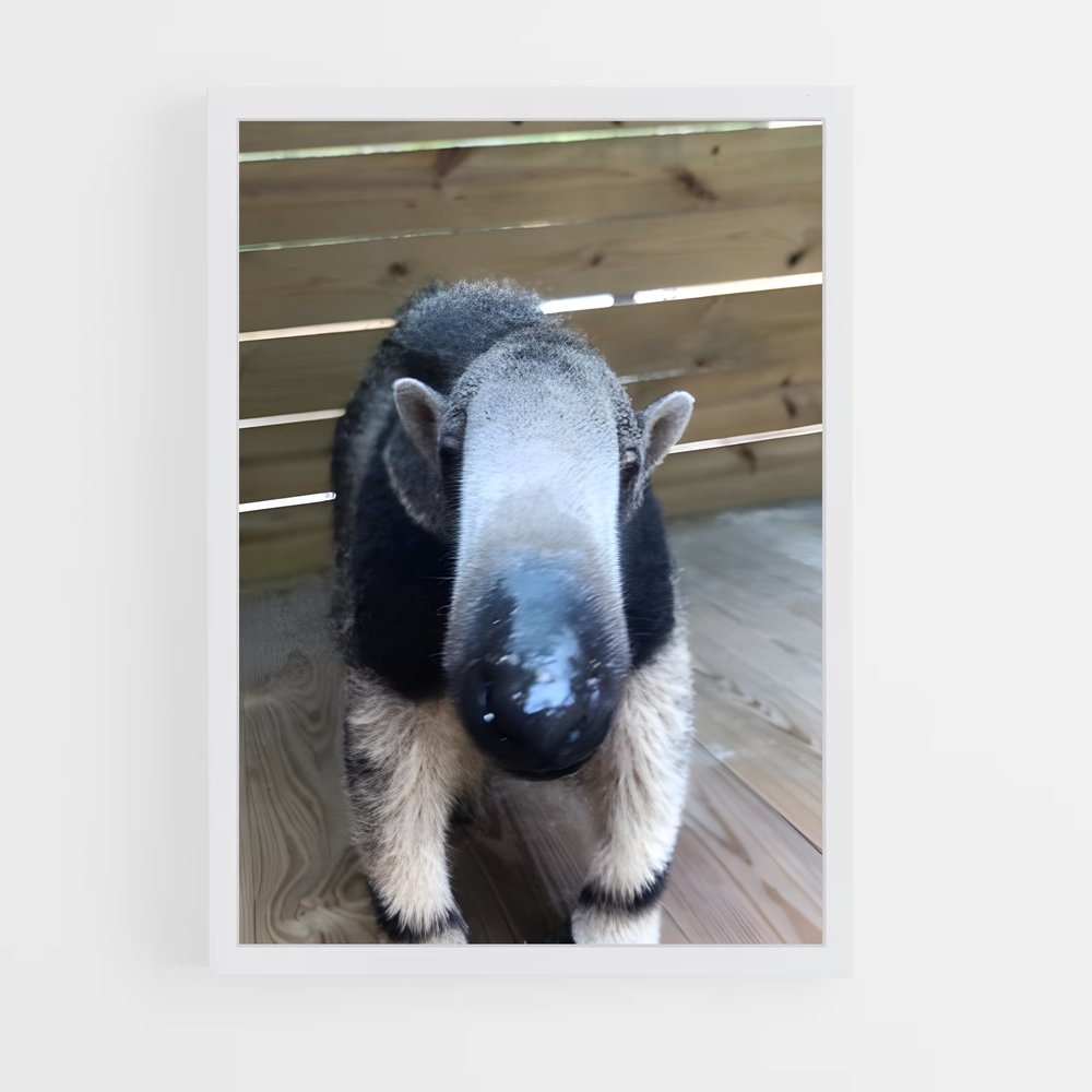 ap-anteater-1 cadre Blanc