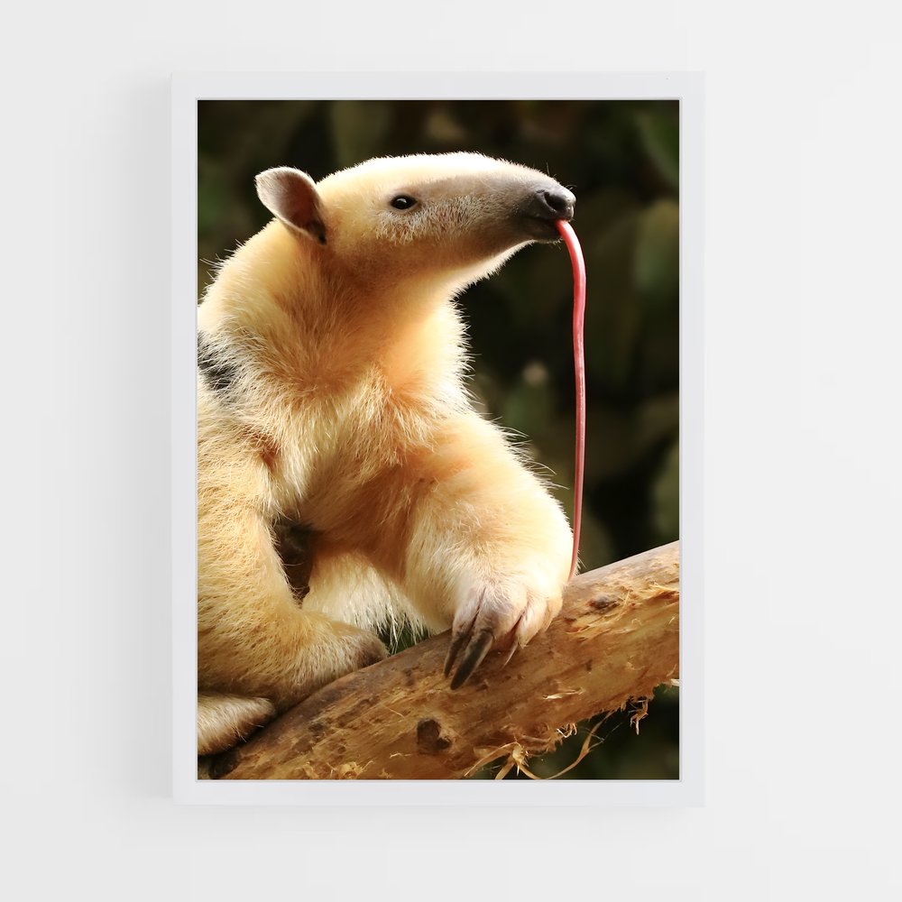 ap-anteater-4 cadre Blanc