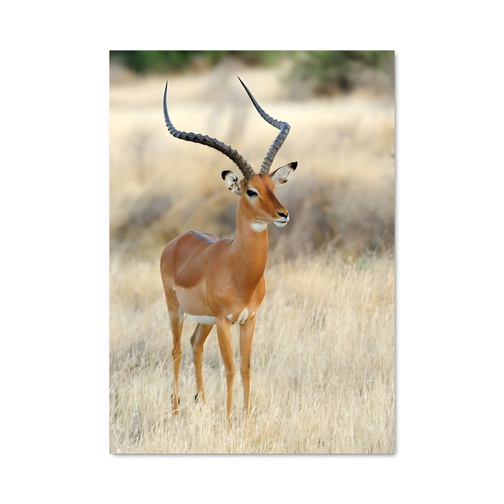 Poster Danse des Gazelles
