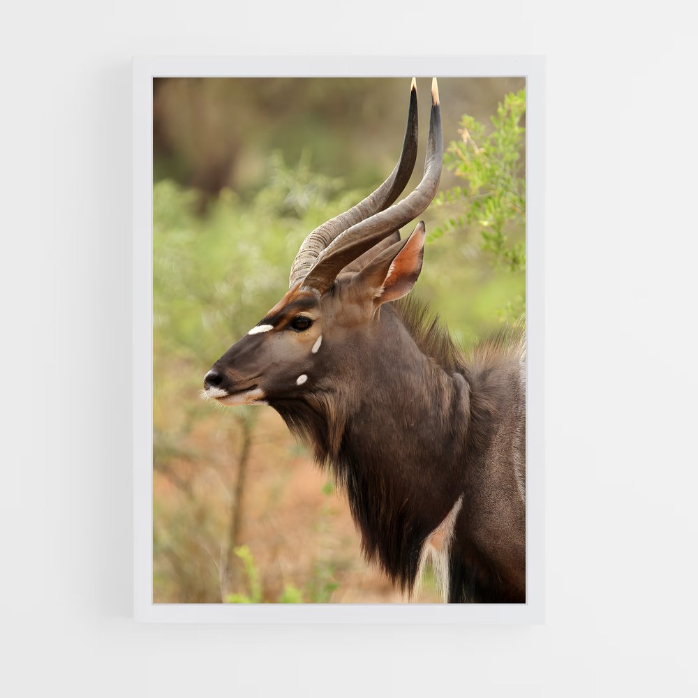 ap-antelope-10 cadre Blanc