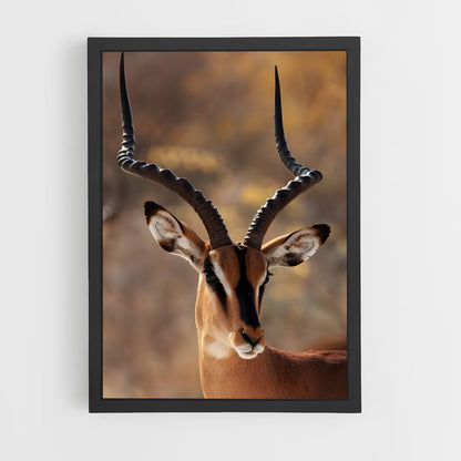ap-antelope-2 cadre Noir