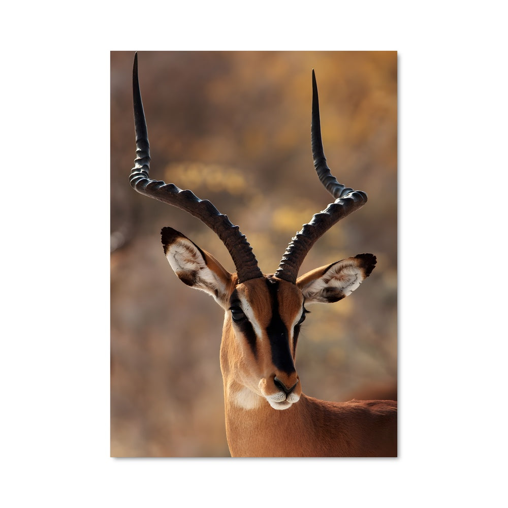 Poster Antelope Majestueux