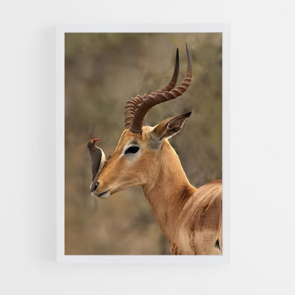 ap-antelope-4 cadre Blanc