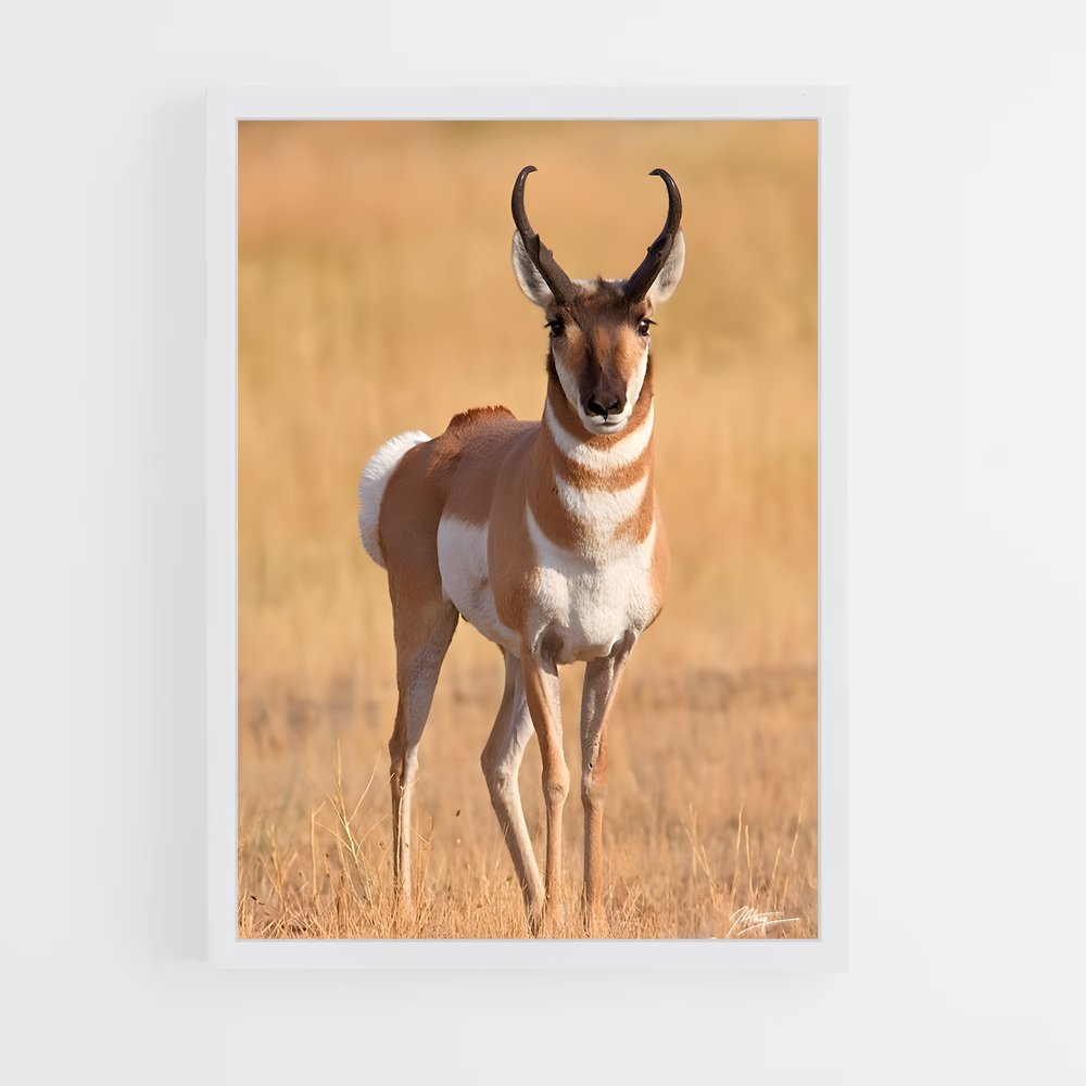 ap-antelope-5 cadre Blanc