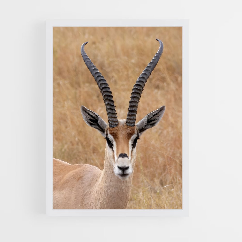 ap-antelope-9 cadre Blanc