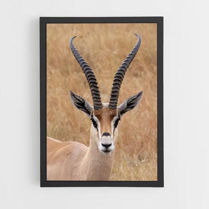ap-antelope-9 cadre Noir