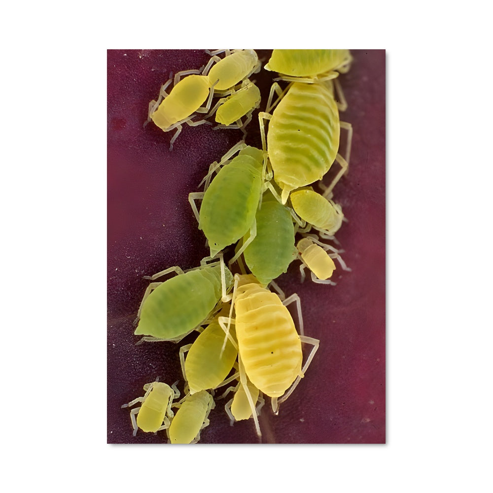 Poster Invasion Jaune