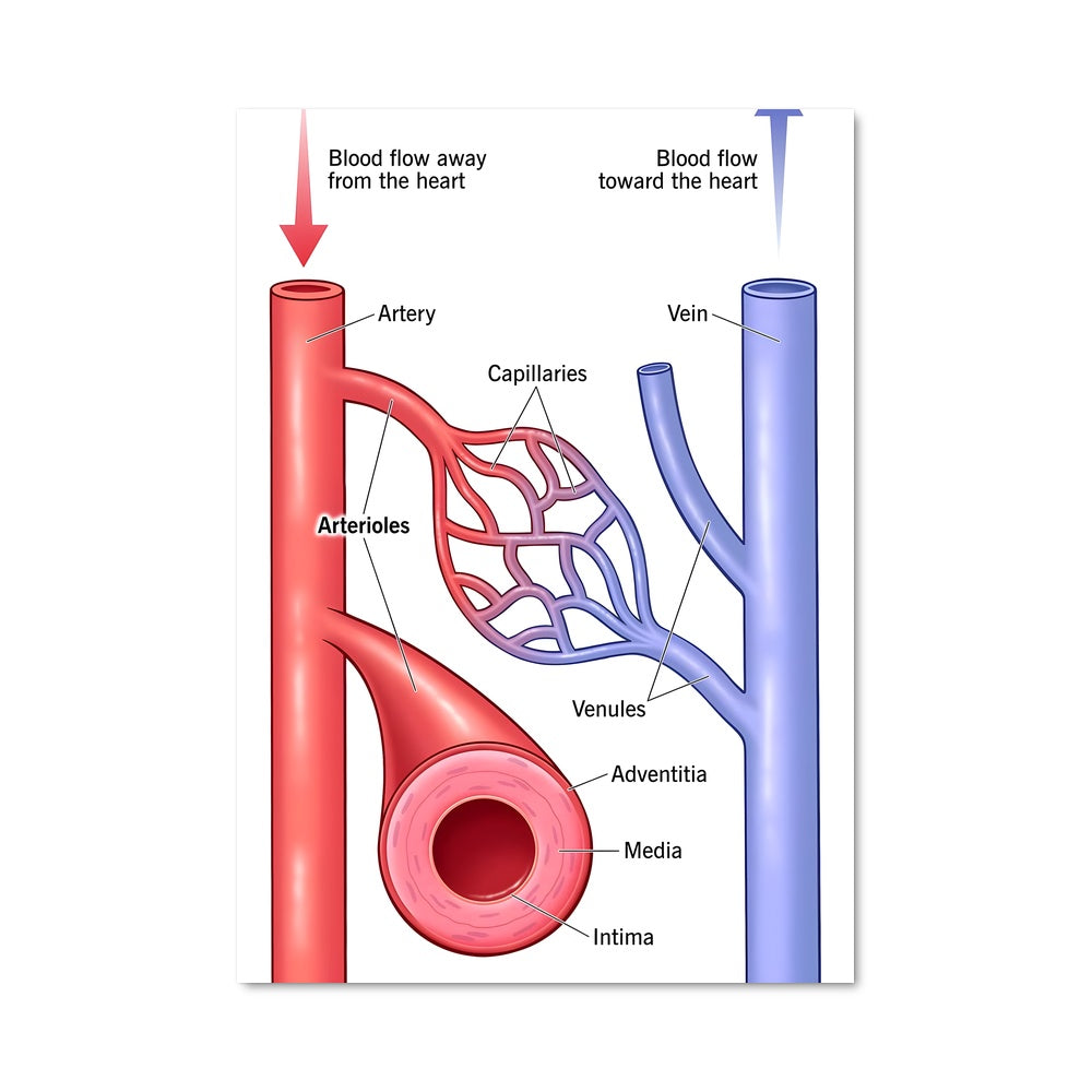 Poster Circulation Vitalité