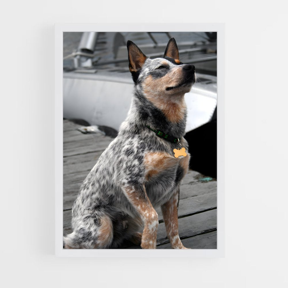 ap-australian cattle dog-1 cadre Blanc