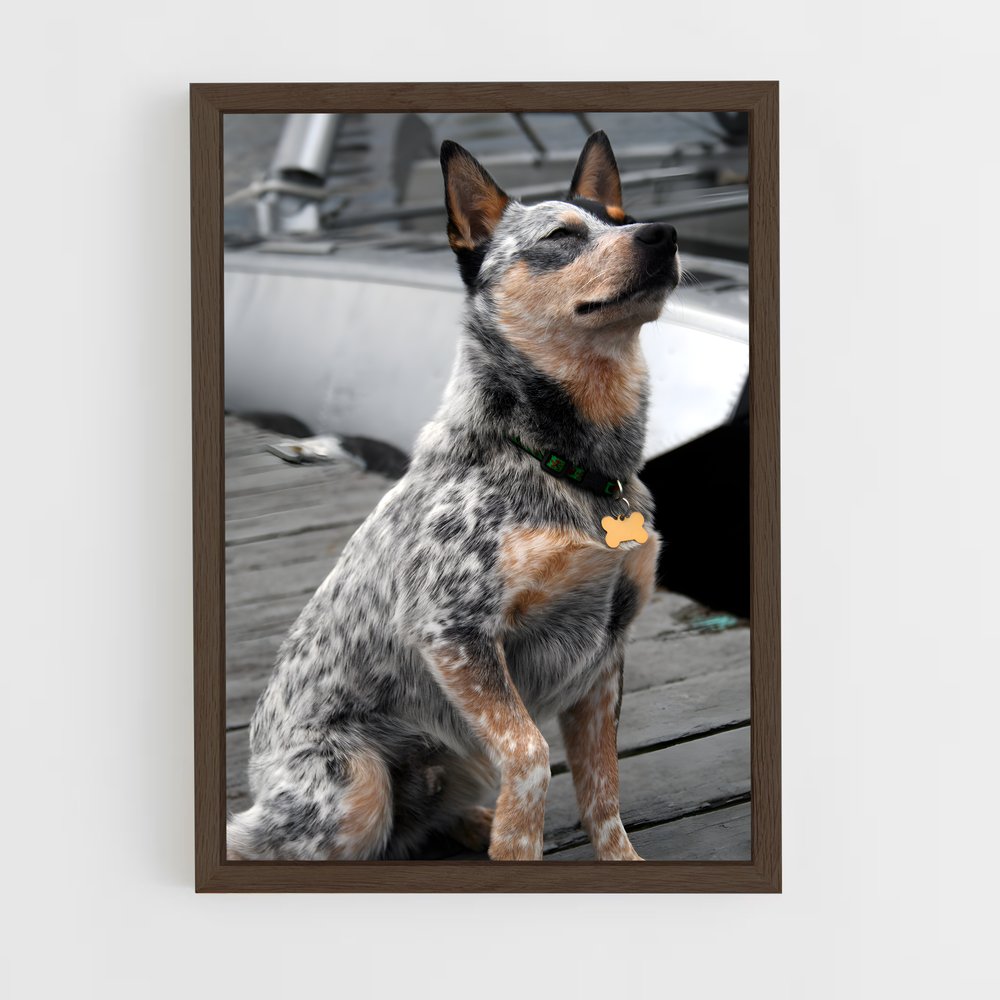 ap-australian cattle dog-1 cadre Bois foncé
