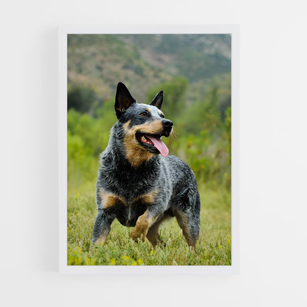 ap-australian cattle dog-6 cadre Blanc