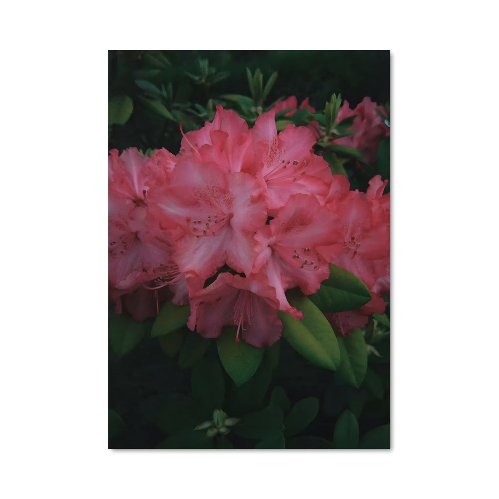 Poster Azalea Dreamscape