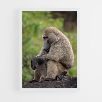 ap-baboon-1 cadre Blanc