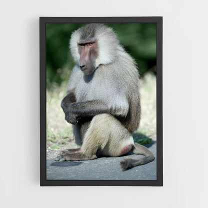 ap-baboon-2 cadre Noir