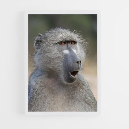 ap-baboon-3 cadre Blanc