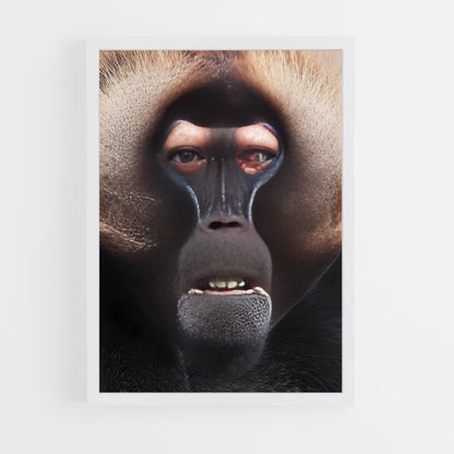 ap-baboon-5 cadre Blanc