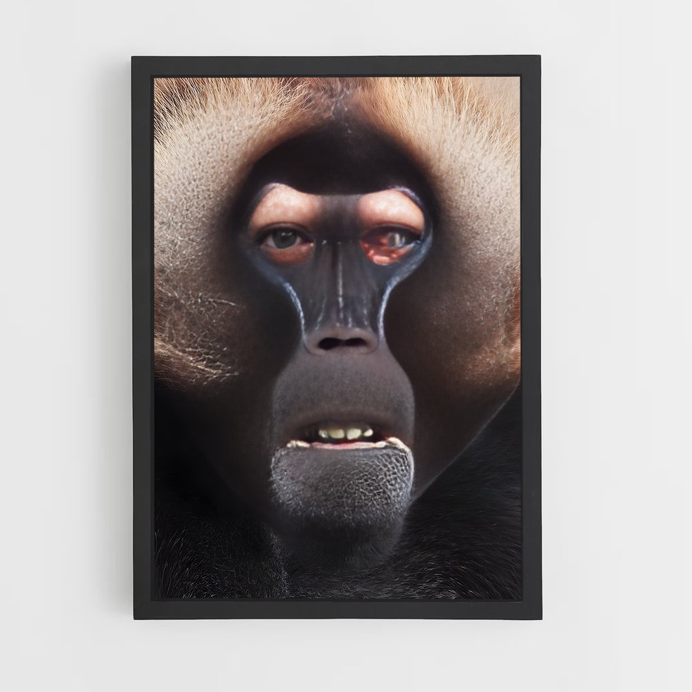 ap-baboon-5 cadre Noir