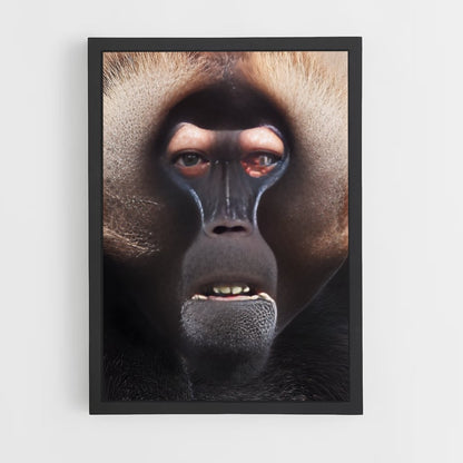 ap-baboon-5 cadre Noir