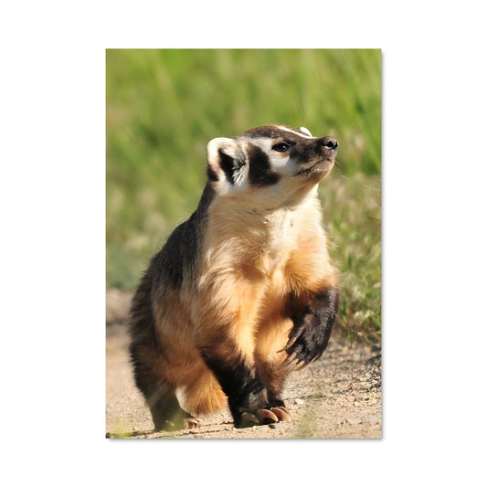 Poster Petit Hérisson