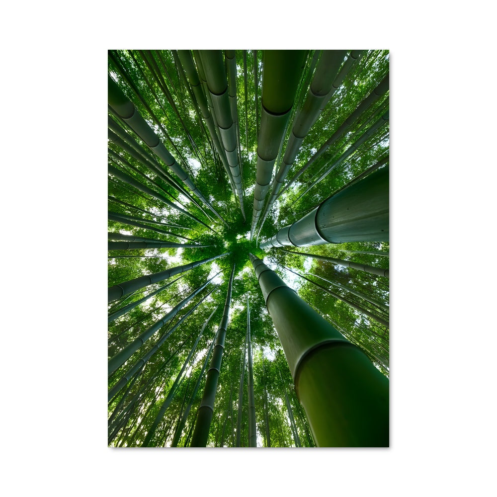 Poster Forêt de Bambou