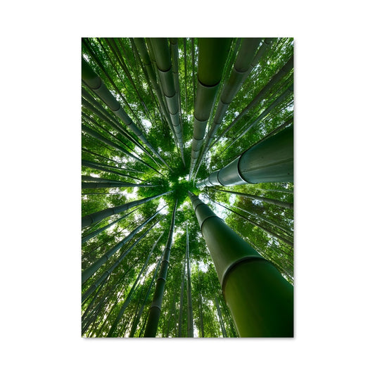 Poster Forêt de Bambou