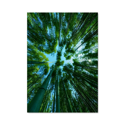 Poster Forêt de Bambous