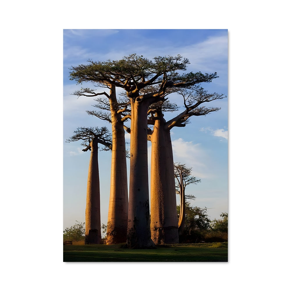 Poster Baobab Éternel