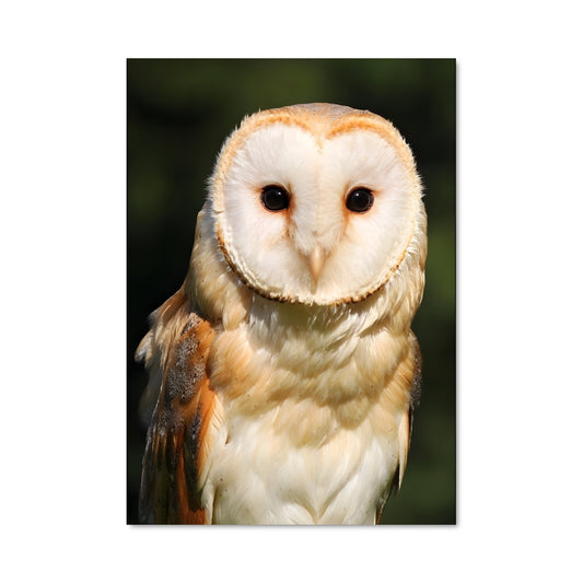 Poster Hibou des Champs