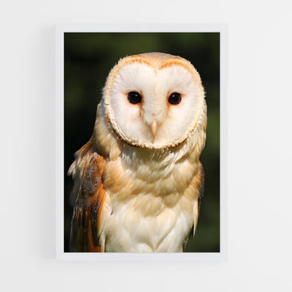 ap-barn owl-2 cadre Blanc