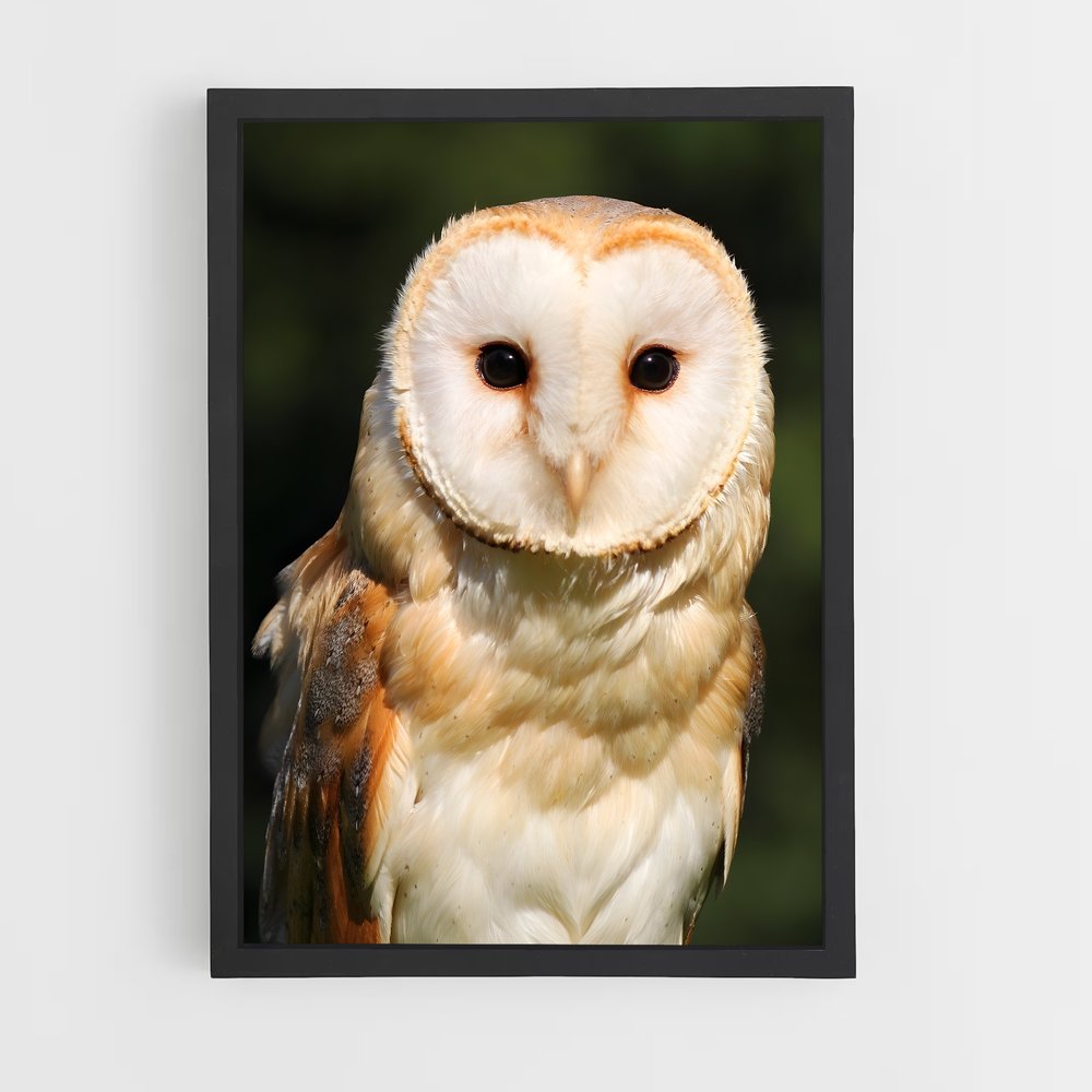 ap-barn owl-2 cadre Noir