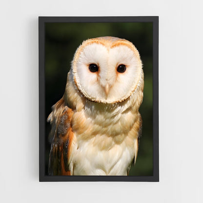 ap-barn owl-2 cadre Noir