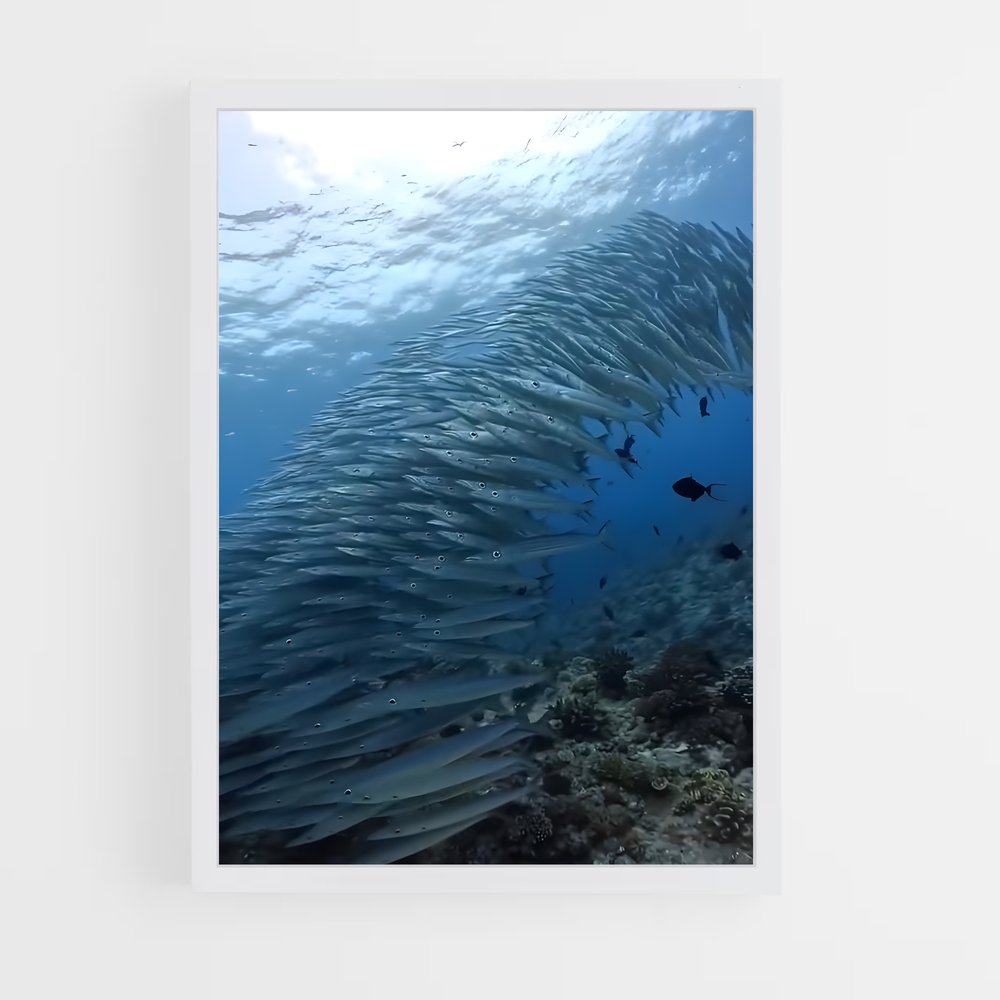 ap-barracuda-2 cadre Blanc