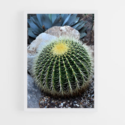 ap-barrel cactus-1 cadre Blanc
