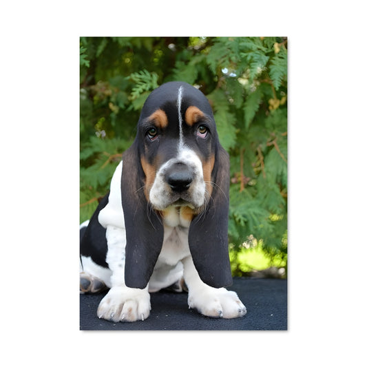 Poster Basset au Regard Attendri