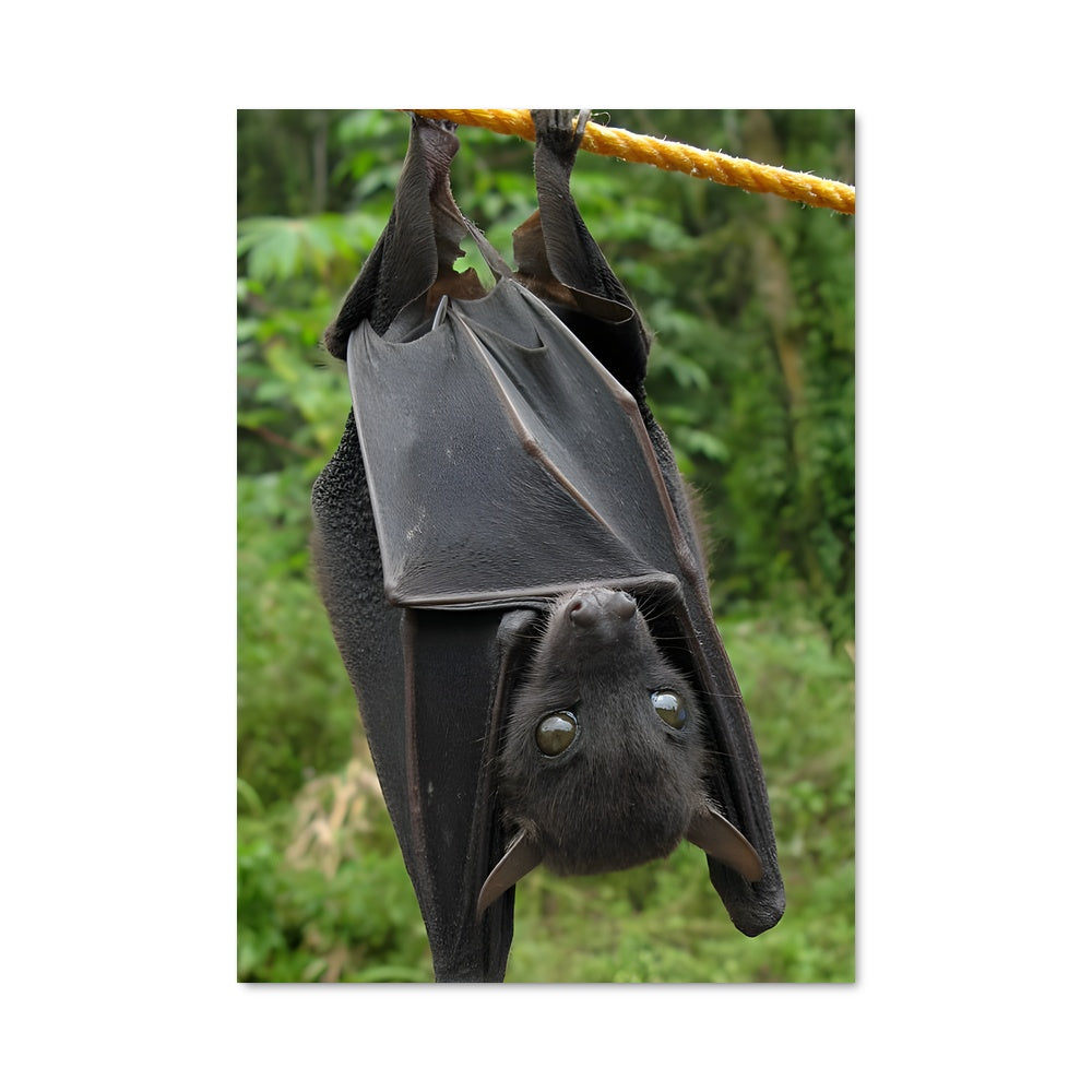 Poster La Nuit Suspendue