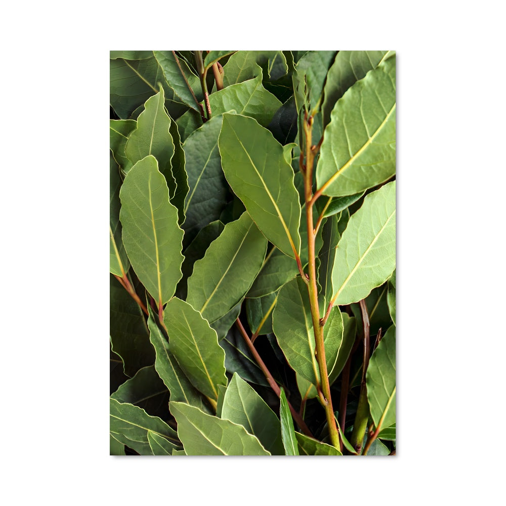 Poster Bay leaves 24515
