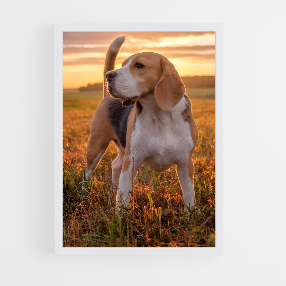 ap-beagle-3 cadre Blanc