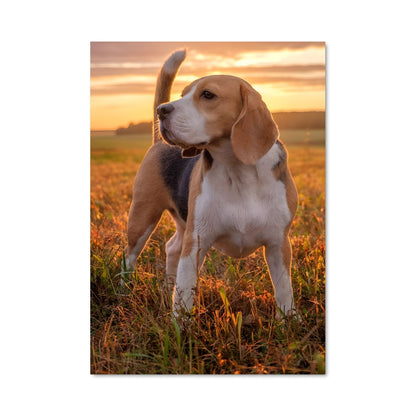 Poster Beagle au Crépuscule