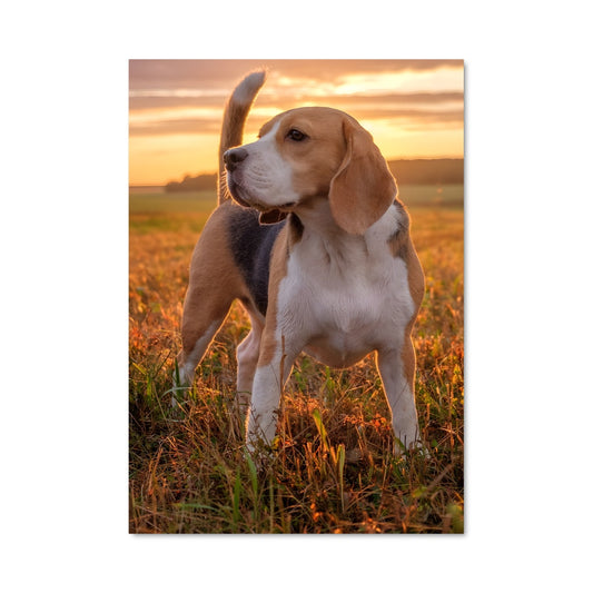 Poster Beagle au Crépuscule