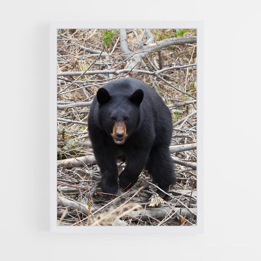 ap-bear-2 cadre Blanc