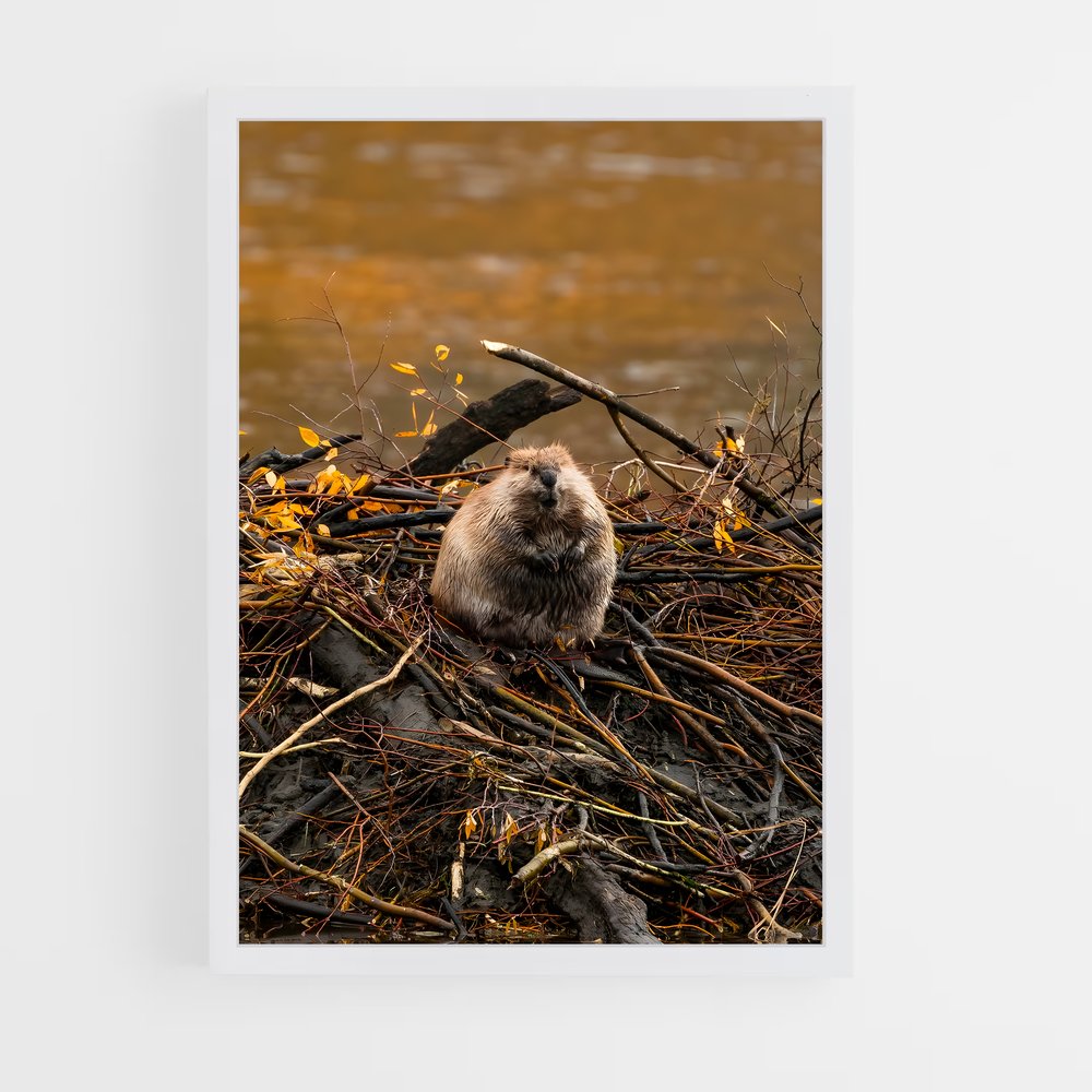 ap-beaver-1 cadre Blanc