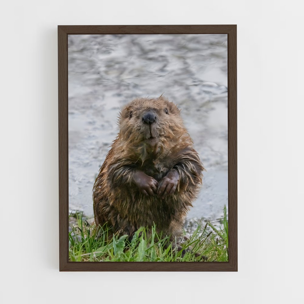 ap-beaver-2 cadre Bois foncé