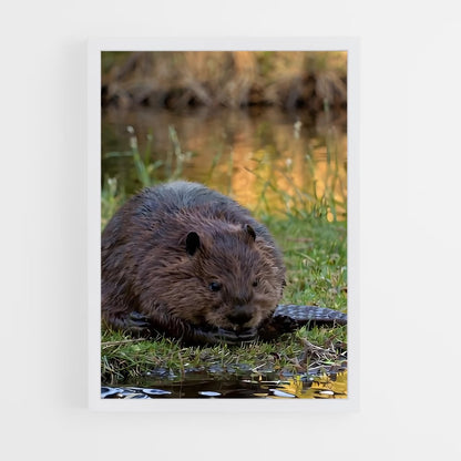 ap-beaver-3 cadre Blanc