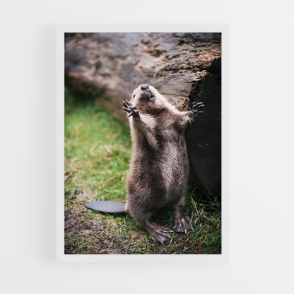 ap-beaver-4 cadre Blanc