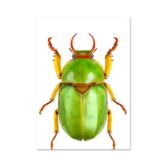 Poster Beetle 85103