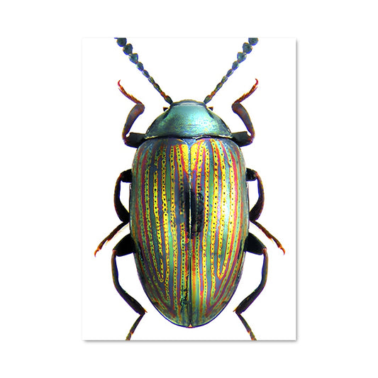 Poster Scarabée Chromatique