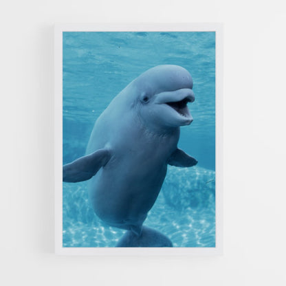 ap-beluga whale-1 cadre Blanc