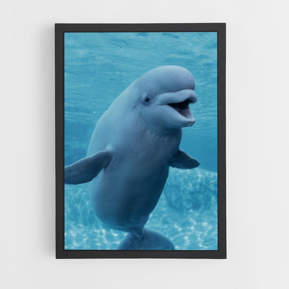 ap-beluga whale-1 cadre Noir