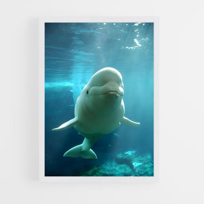 ap-beluga whale-2 cadre Blanc